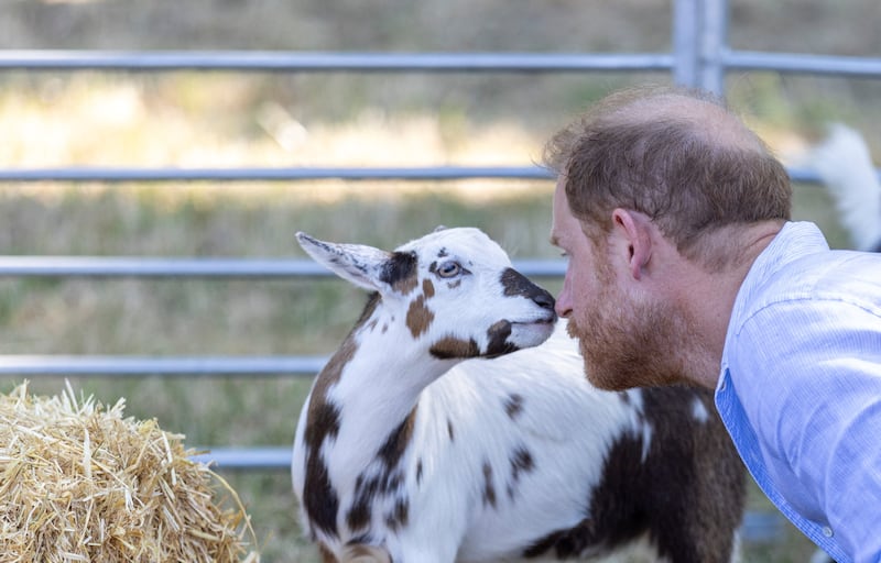 Britain's Prince Harry takes part in Goat Yoga during Scotty's Summer Festival at Maxstoke Castle, in Warwickshire, Britain, July 11, 2026. Heathcliff O'Malley/Pool via REUTERS